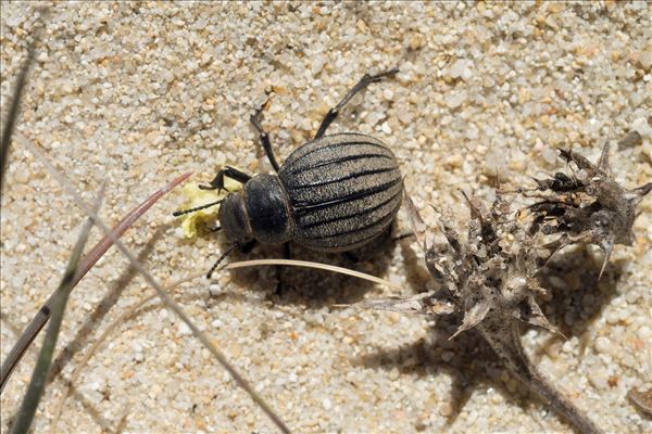 Pimelia muricata