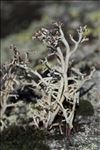 Cladonia arbuscula subsp. mitis