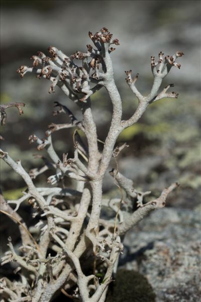 Cladonia arbuscula subsp. mitis