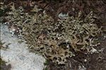 Cetraria islandica