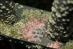 Marchandiomyces corallinus