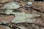 Lecanora expallens