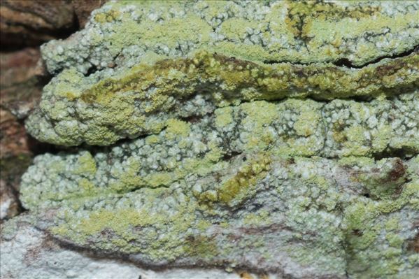 Lecanora expallens