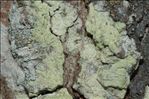Lecanora expallens