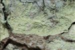 Lecanora expallens