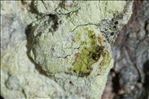 Lecanora expallens