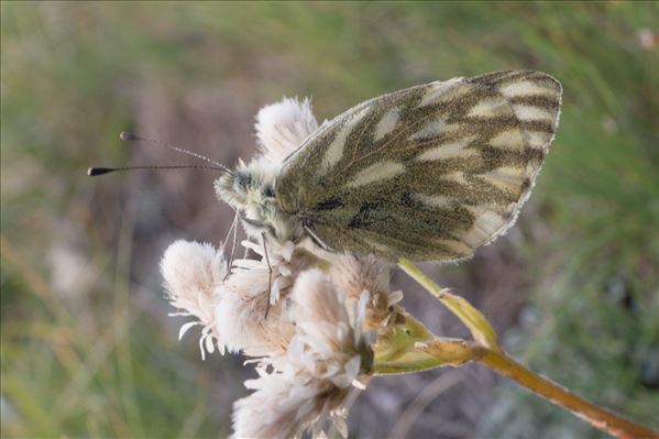 Pontia callidice