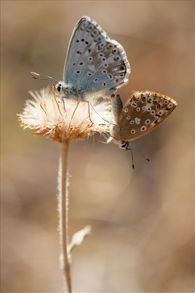 Aricia artaxerxes