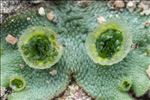 Marchantia polymorpha