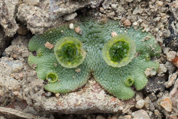 Marchantia polymorpha