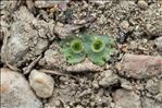 Marchantia polymorpha