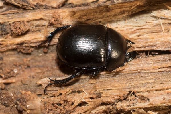 Sericotrupes niger