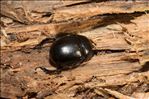 Sericotrupes niger