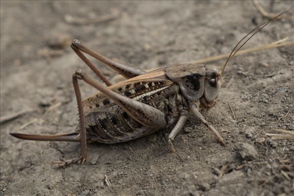 Decticus verrucivorus verrucivorus
