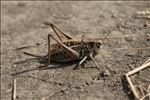 Decticus verrucivorus verrucivorus