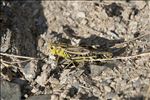 Arcyptera fusca