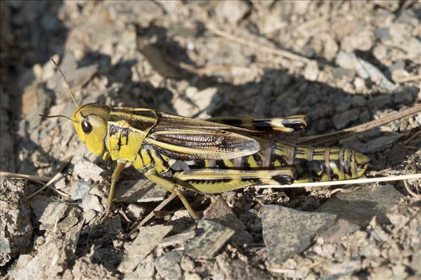 Arcyptera fusca