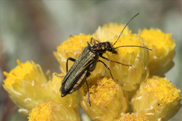 Oedemera flavipes