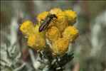 Oedemera flavipes