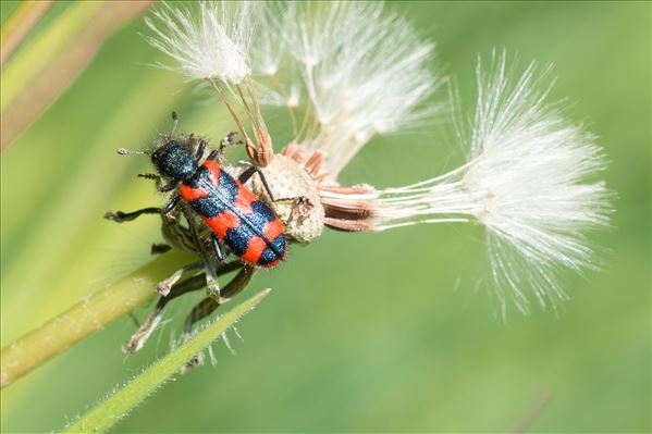 Trichodes alvearius