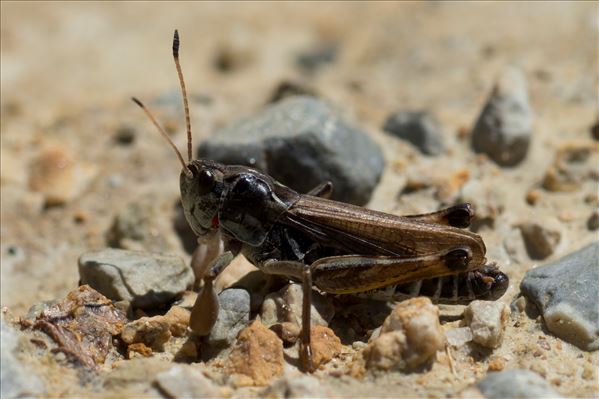 Gomphocerus sibiricus