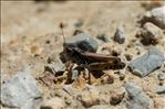 Gomphocerus sibiricus