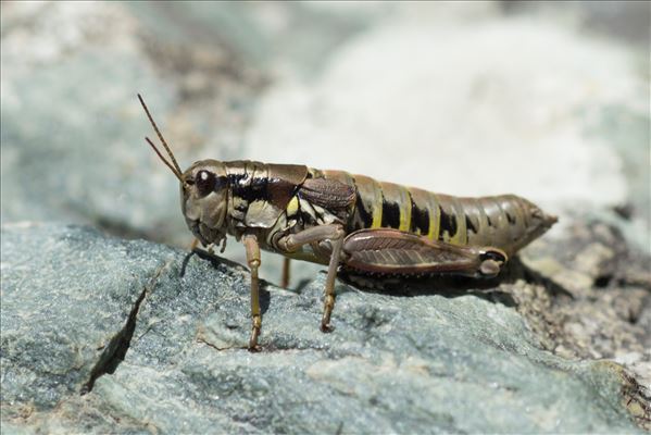 Podisma pedestris