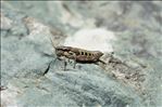 Podisma pedestris