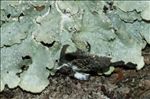 Punctelia borreri
