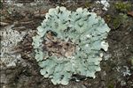 Punctelia borreri