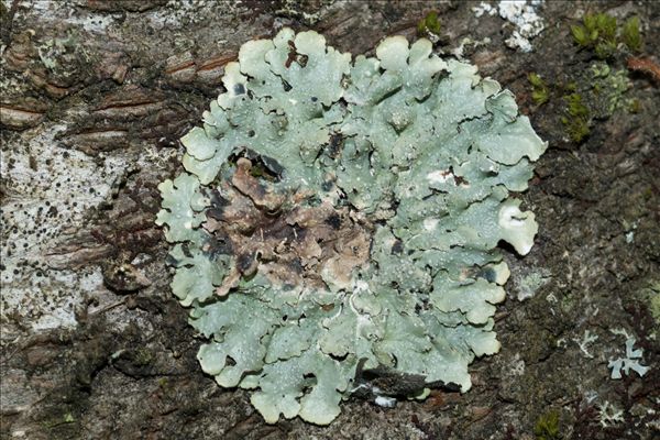 Punctelia borreri