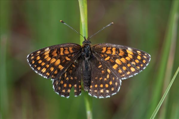 Melitaea aurelia