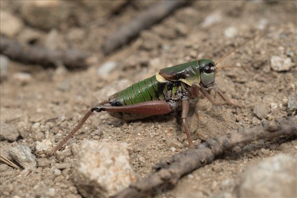 Anonconotus alpinus