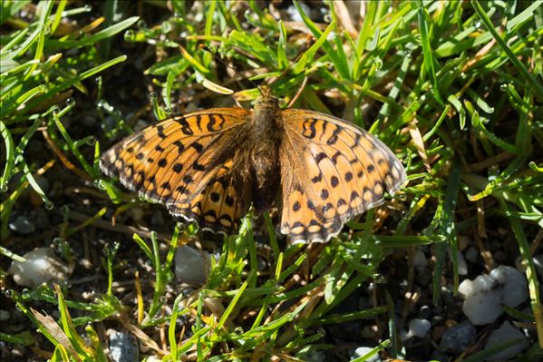 Boloria napaea