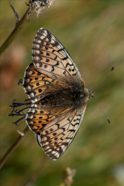 Boloria graeca