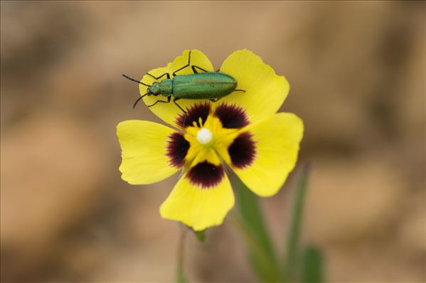 Lobonyx aeneus