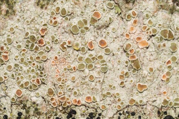 Lecanora chlarotera