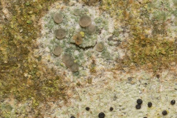 Lecania naegelii