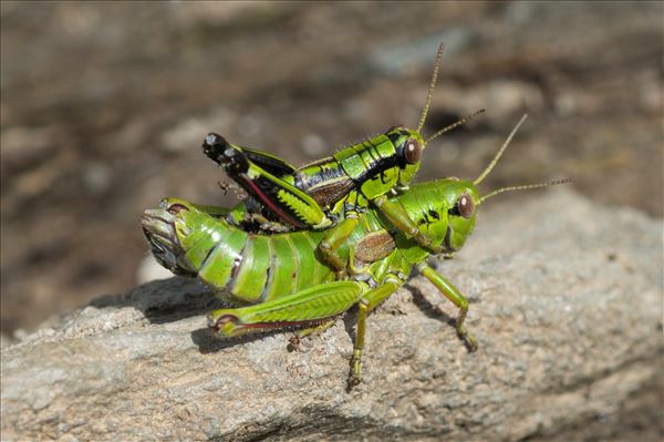 Miramella alpina