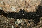 Enchylium tenax var. tenax