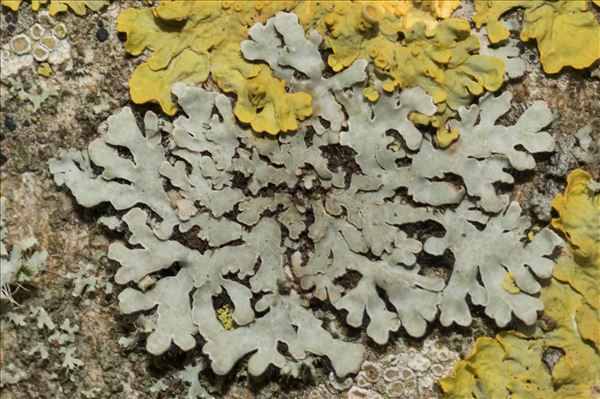 Phaeophyscia orbicularis