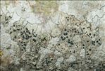 Lecidella elaeochroma