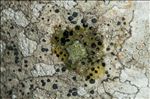 Lecidella elaeochroma