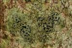 Lecidella elaeochroma