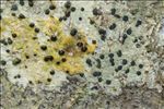 Lecidella elaeochroma