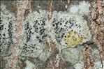 Lecidella elaeochroma