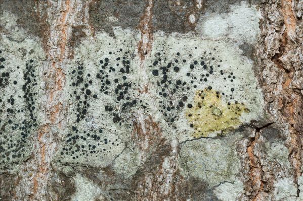 Lecidella elaeochroma