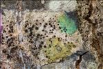 Lecidella elaeochroma