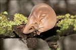 Auricularia auricula-judae