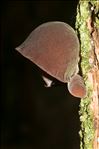 Auricularia auricula-judae